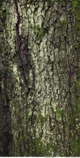 tree bark 0014